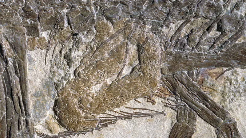 Soprintendenza Archeologia, belle arti e paesaggio per le province di Caserta e Benevento - Scipionyx samniticus